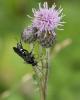 327427 – Photo : Didier GODREAU – France (85)